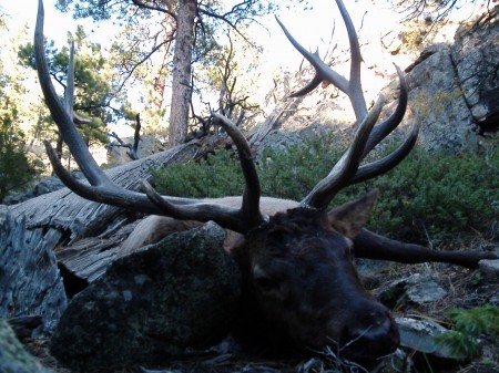 Wyoming Elk Hunting