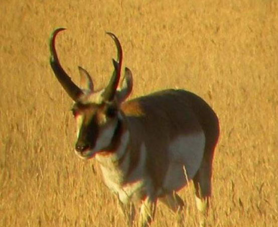 Antelope in Wyoming