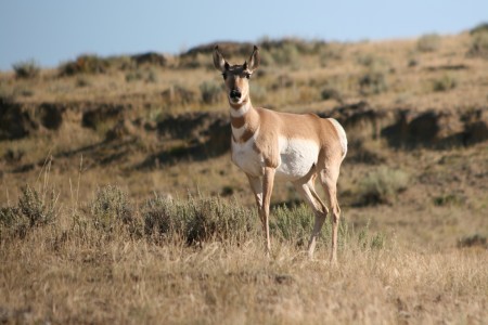 Scenic Wyoming